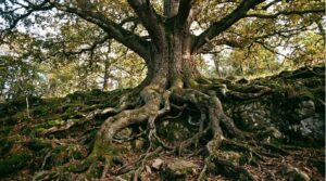 contenu evergreen blog